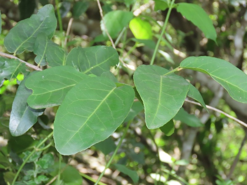 Allocassine laurifolia photo 8