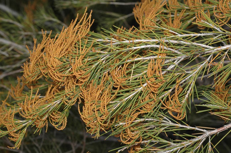 Allocasuarina acuaria
