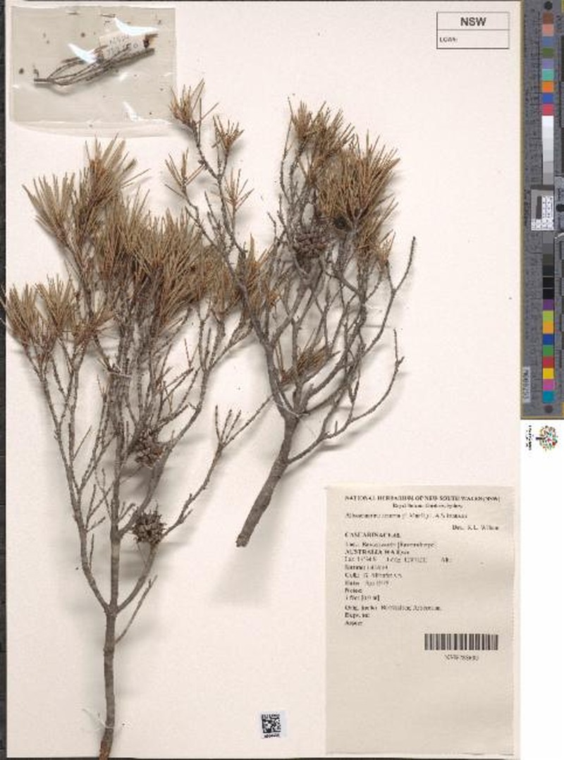 Allocasuarina acuaria photo 2