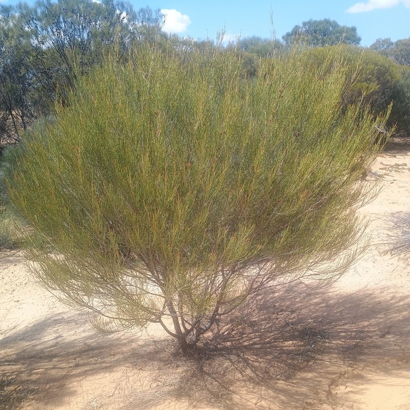 Allocasuarina acutivalvis photo 2
