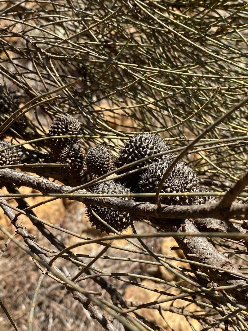 Allocasuarina acutivalvis photo 3