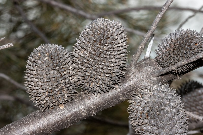 Allocasuarina acutivalvis photo 4