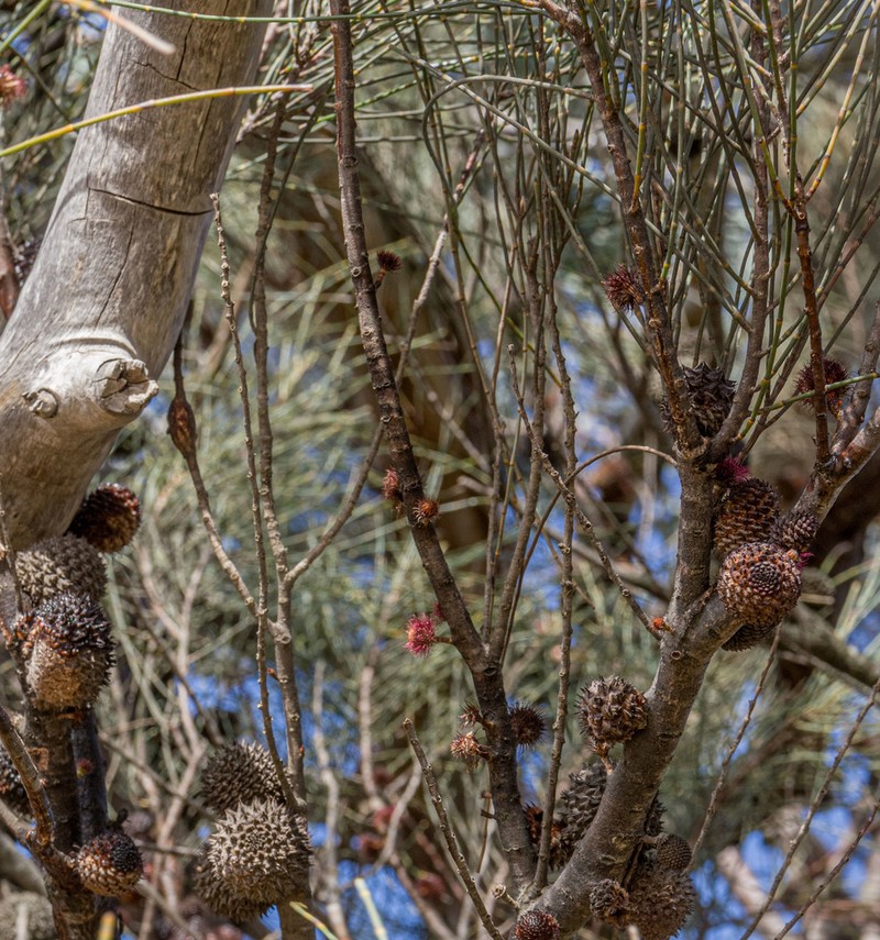 Allocasuarina acutivalvis photo 5