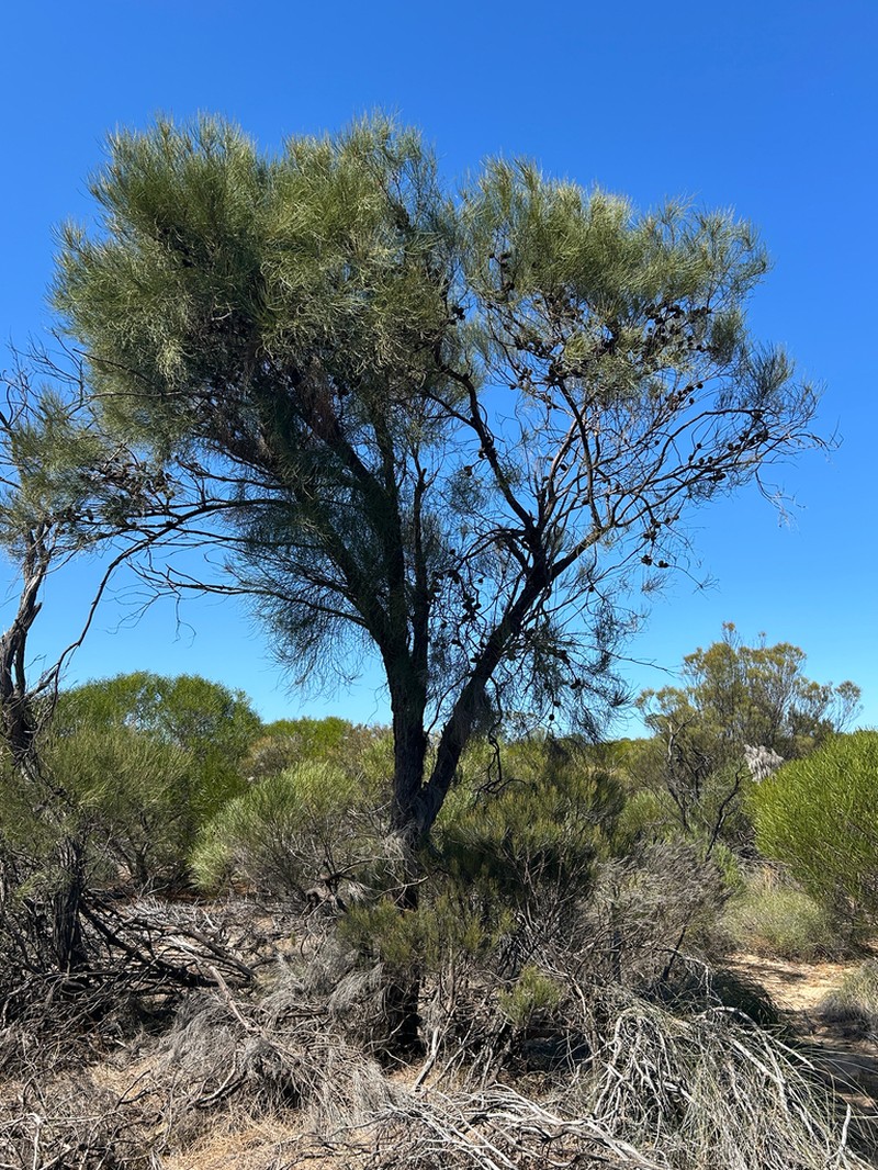 Allocasuarina acutivalvis photo 6