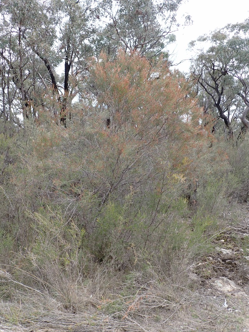 Allocasuarina brachystachya