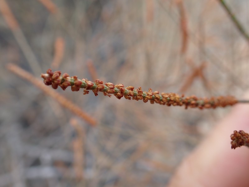 Allocasuarina brachystachya photo 2