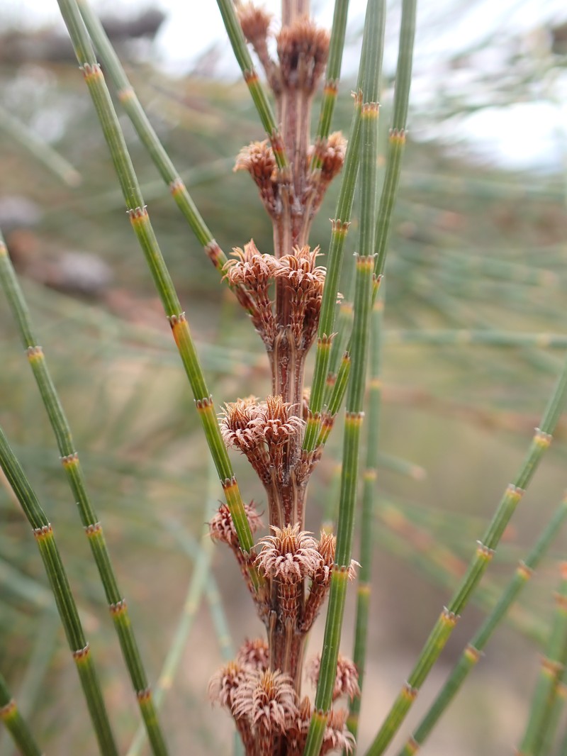 Allocasuarina brachystachya photo 3