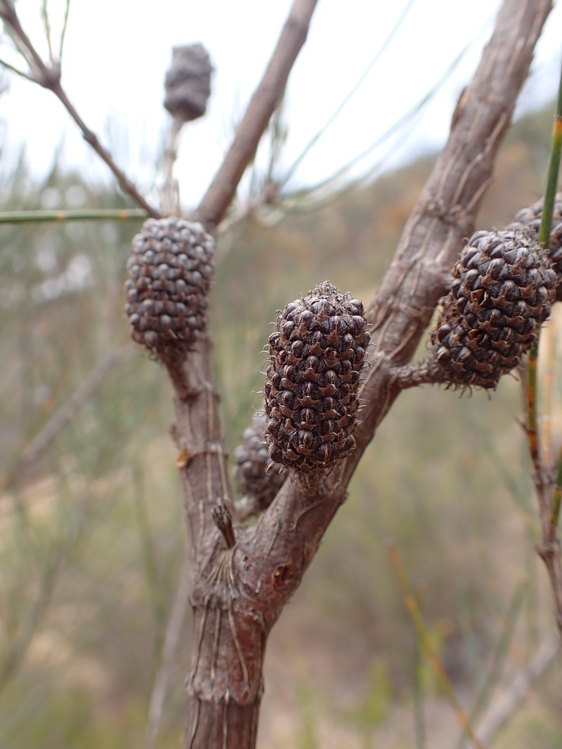 Allocasuarina brachystachya photo 4
