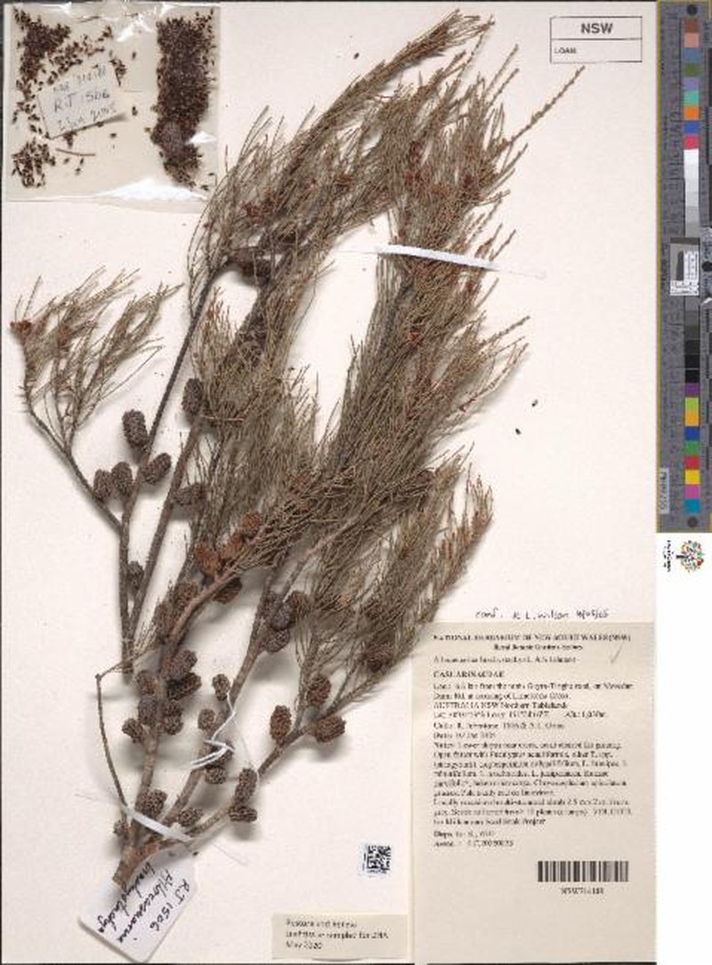 Allocasuarina brachystachya photo 5