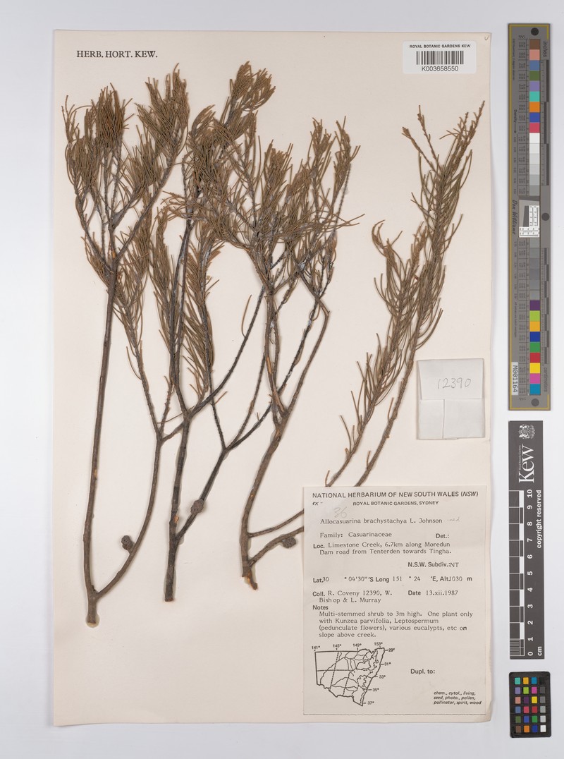 Allocasuarina brachystachya photo 6