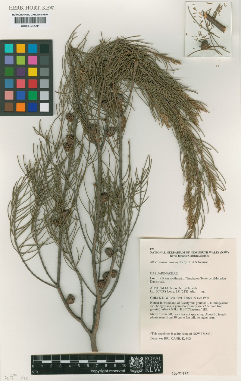 Allocasuarina brachystachya photo 7