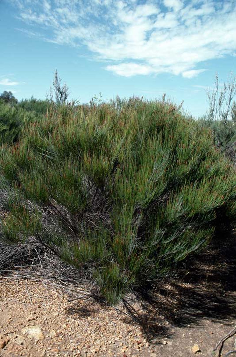 Allocasuarina campestris