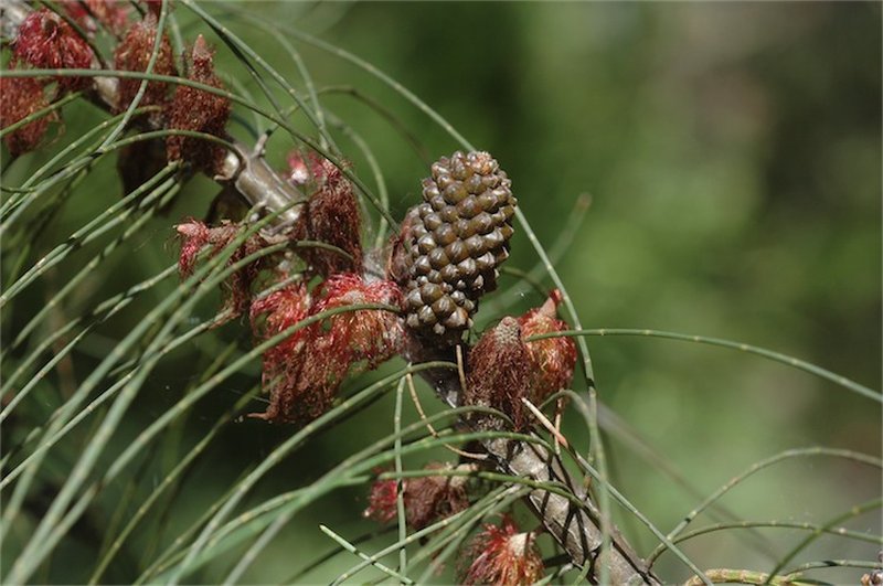 Allocasuarina campestris photo 2