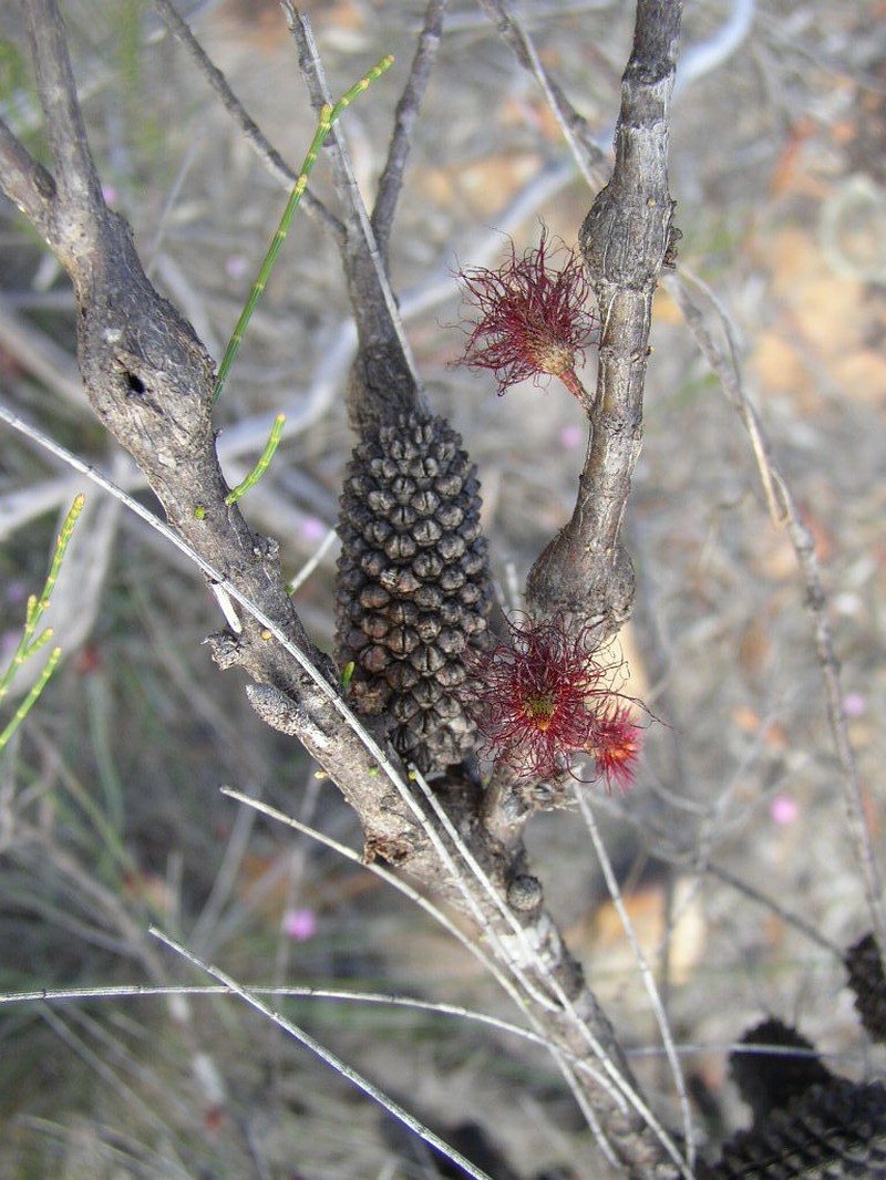 Allocasuarina campestris photo 3