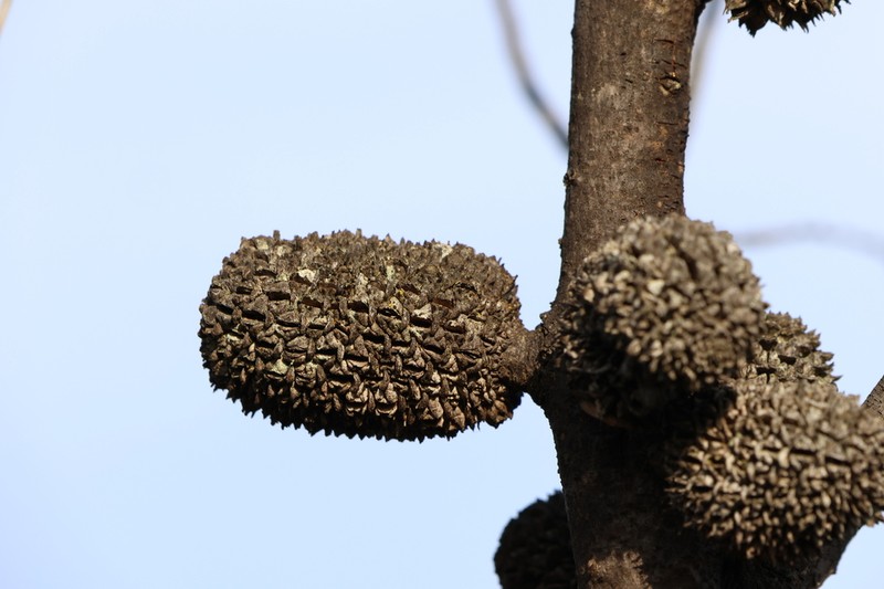 Allocasuarina campestris photo 4