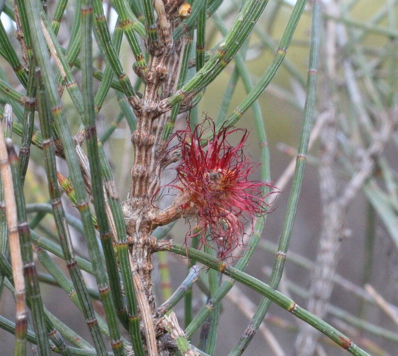 Allocasuarina campestris photo 5