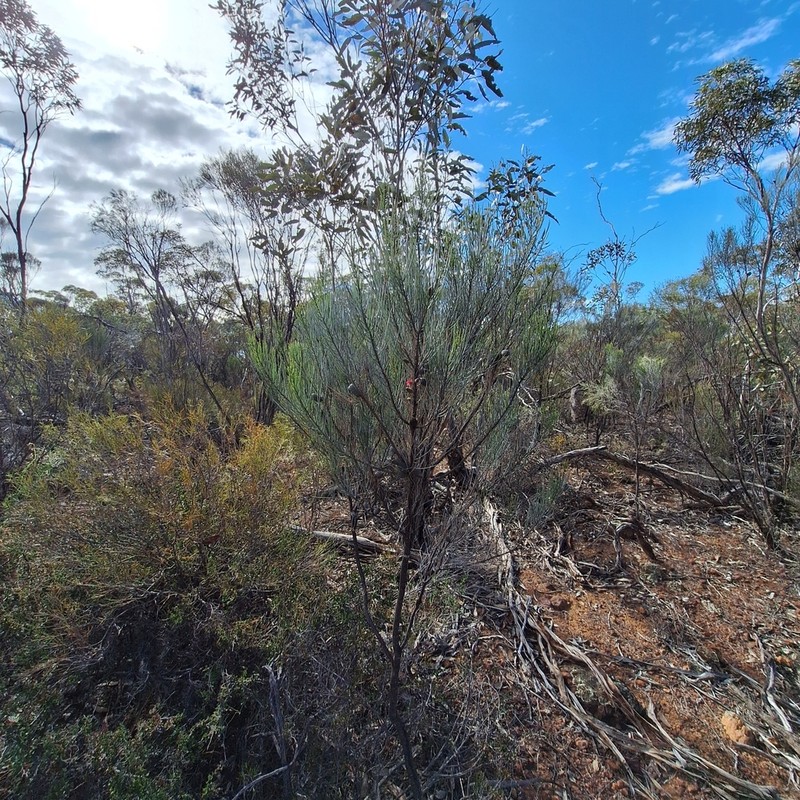 Allocasuarina campestris photo 6