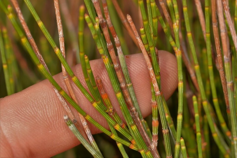 Allocasuarina campestris photo 7
