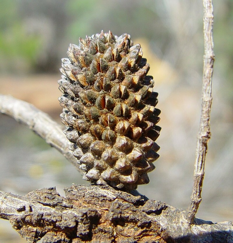 Allocasuarina campestris photo 8