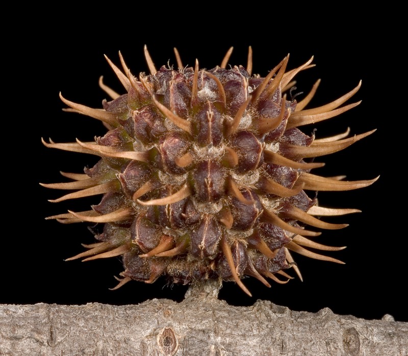 Allocasuarina corniculata