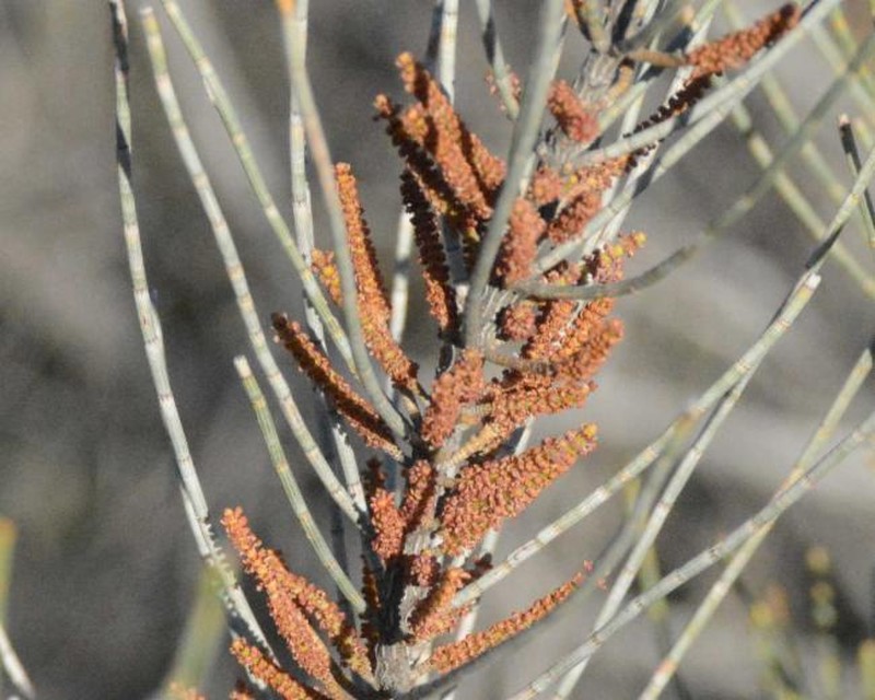 Allocasuarina corniculata photo 2