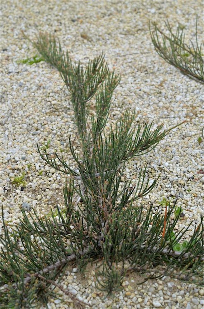 Allocasuarina crassa