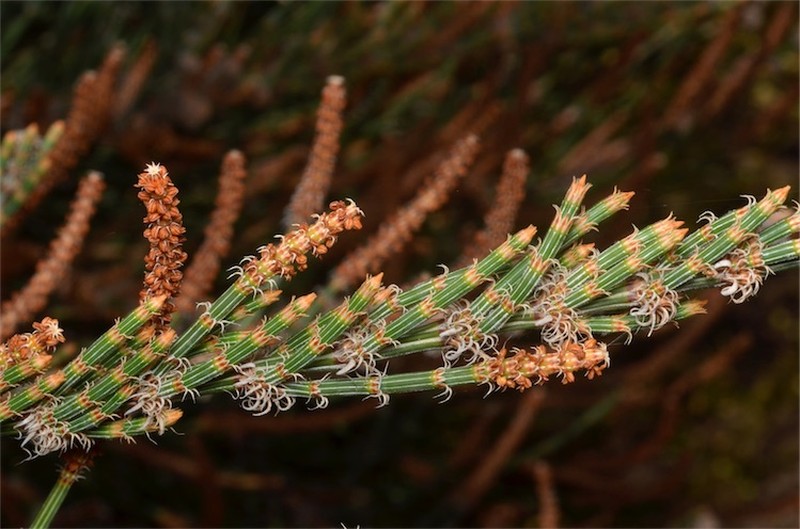 Allocasuarina crassa photo 2