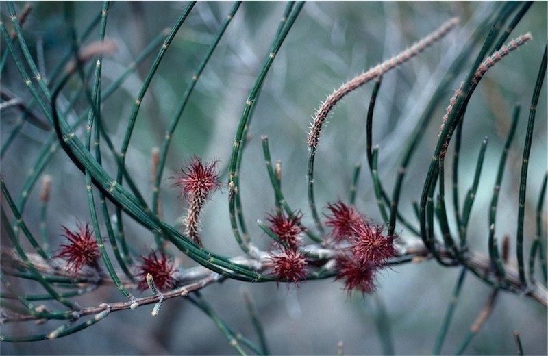 Allocasuarina crassa photo 3