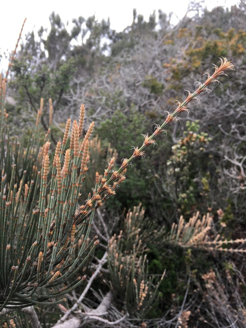 Allocasuarina crassa photo 4