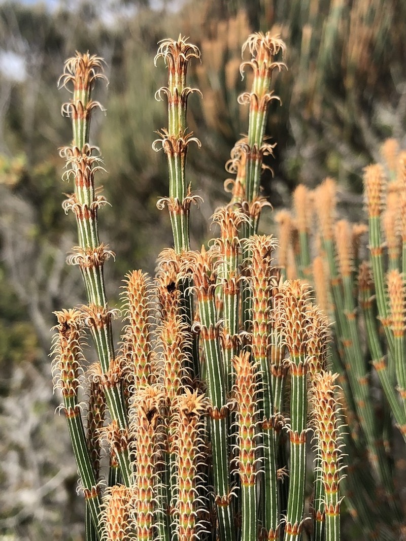 Allocasuarina crassa photo 5