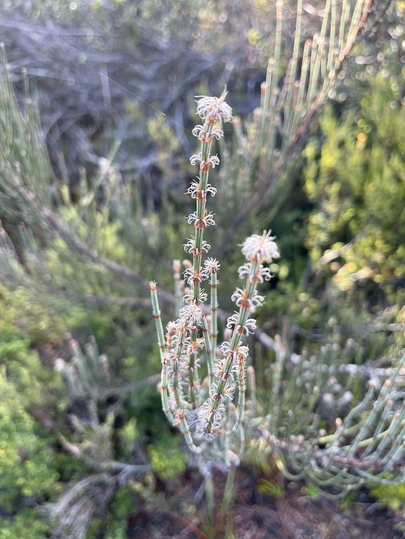 Allocasuarina crassa photo 6