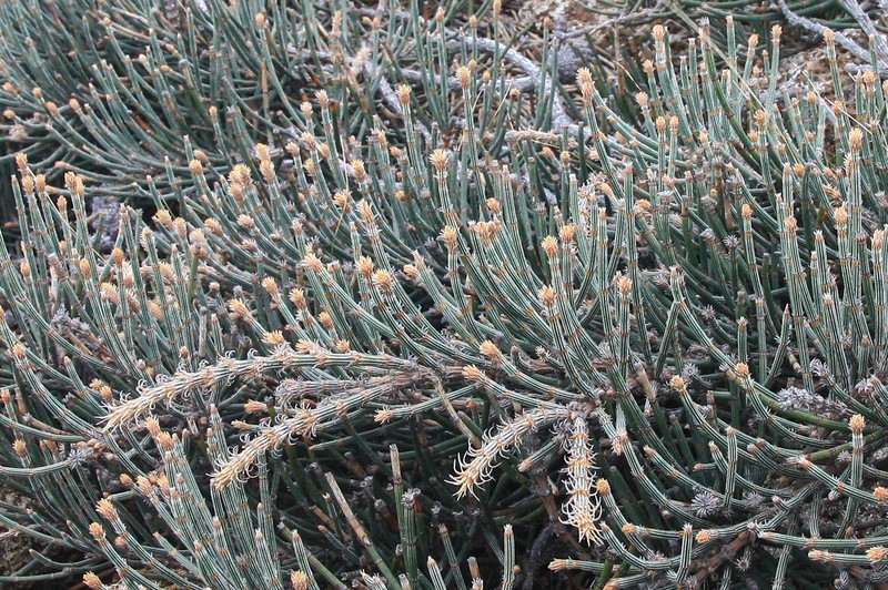 Allocasuarina crassa photo 7