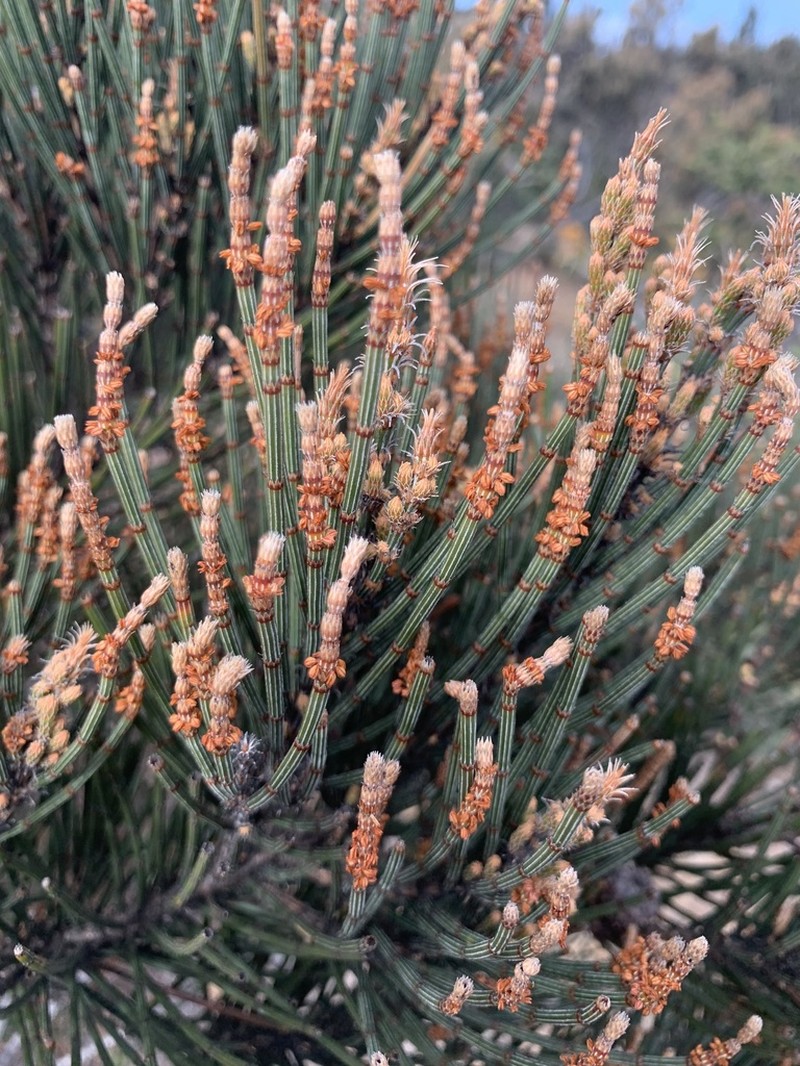Allocasuarina crassa photo 8