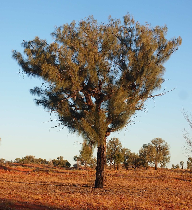Allocasuarina decaisneana