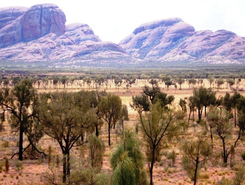Allocasuarina decaisneana photo 2