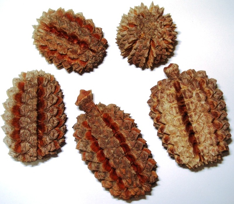 Allocasuarina decaisneana photo 3
