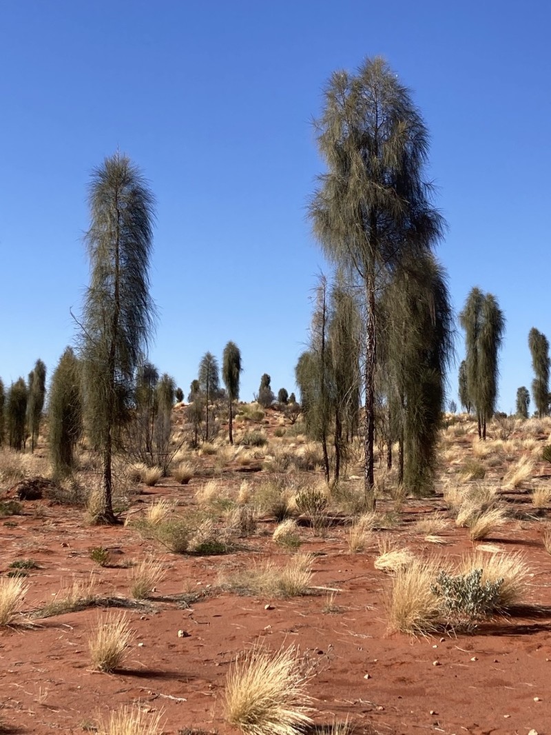 Allocasuarina decaisneana photo 4