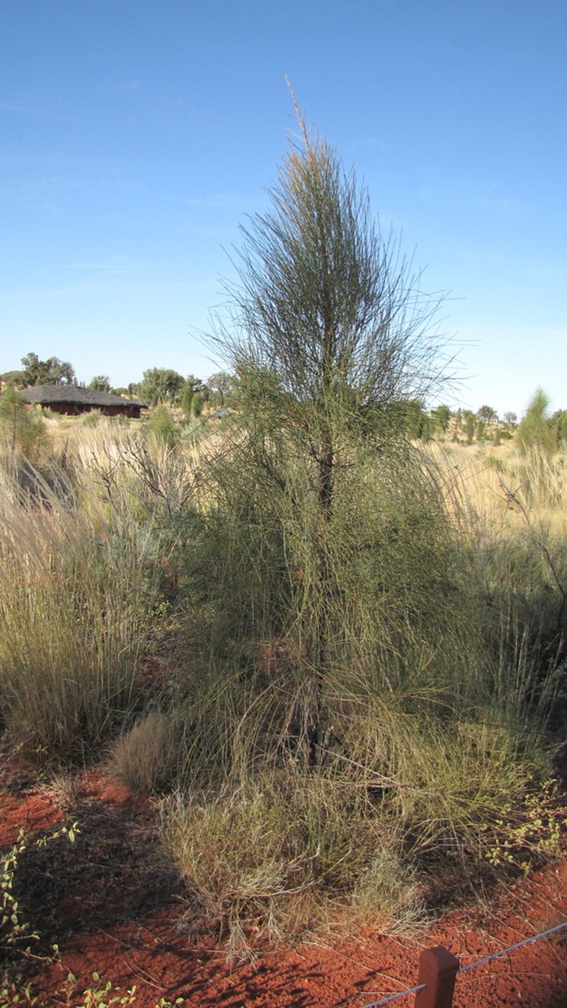 Allocasuarina decaisneana photo 5