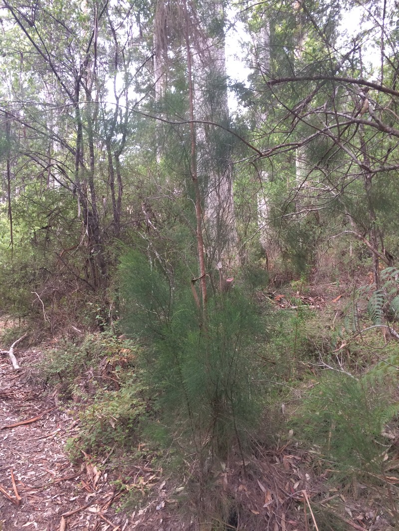 Allocasuarina decussata