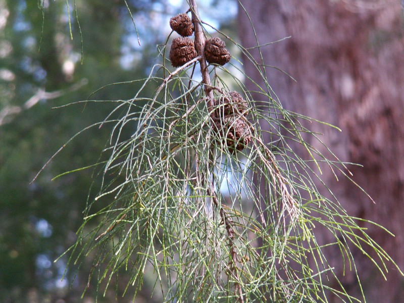 Allocasuarina decussata photo 2