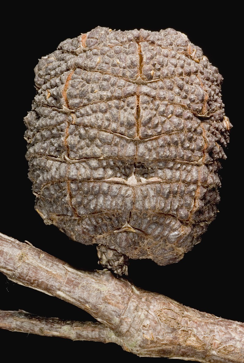 Allocasuarina decussata photo 3