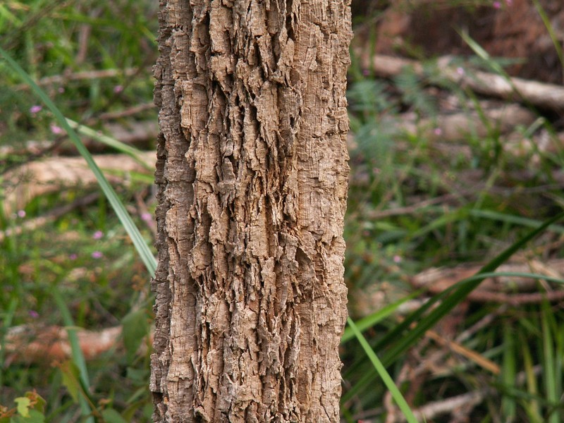 Allocasuarina decussata photo 4