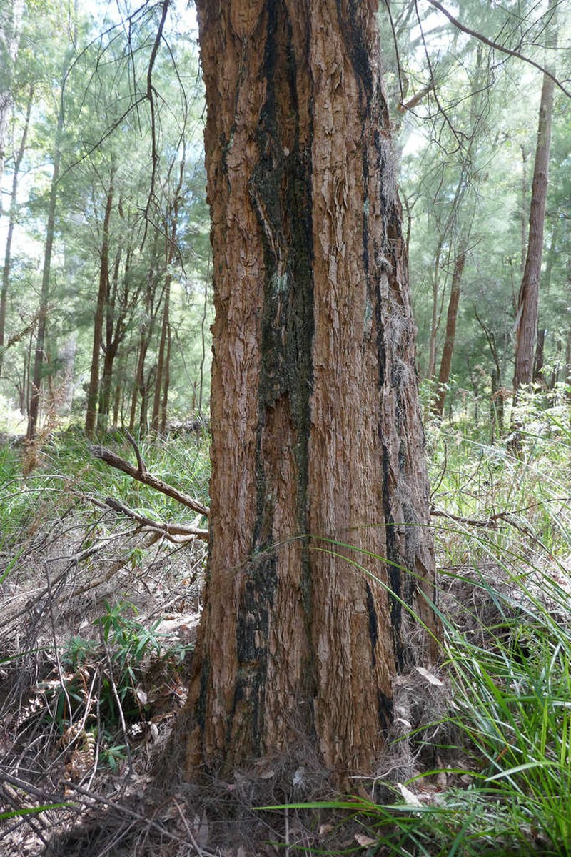 Allocasuarina decussata photo 6