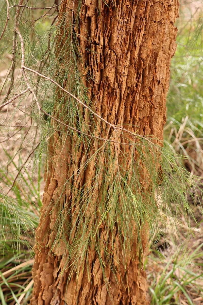 Allocasuarina decussata photo 8