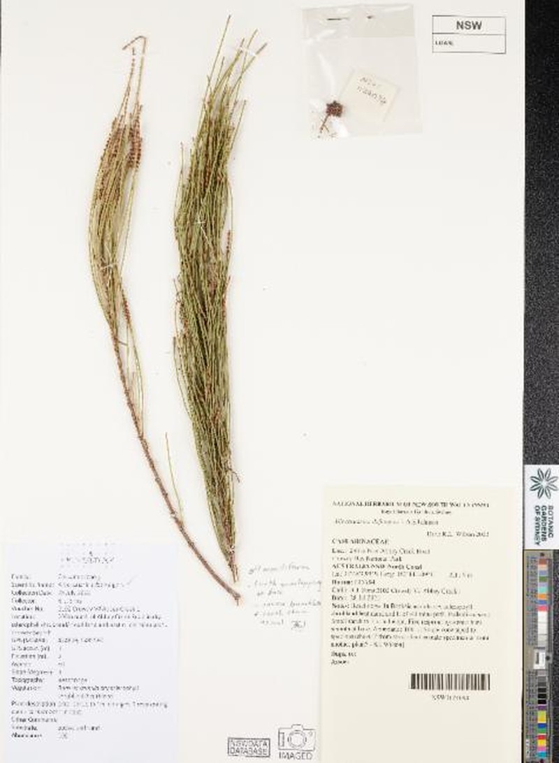 Allocasuarina defungens photo 2