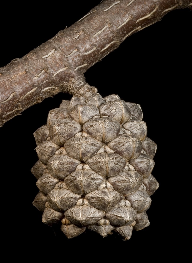 Allocasuarina dielsiana