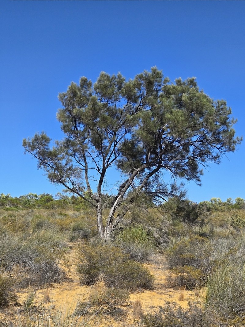Allocasuarina dielsiana photo 2