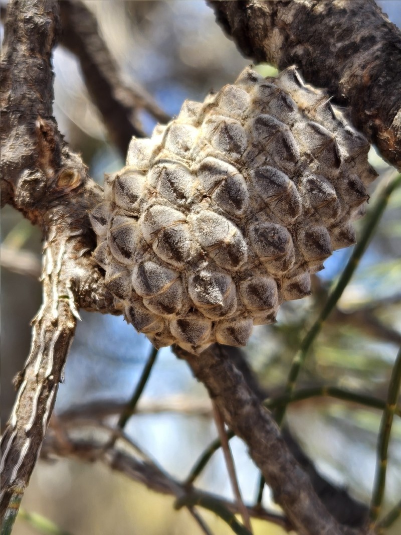 Allocasuarina dielsiana photo 3