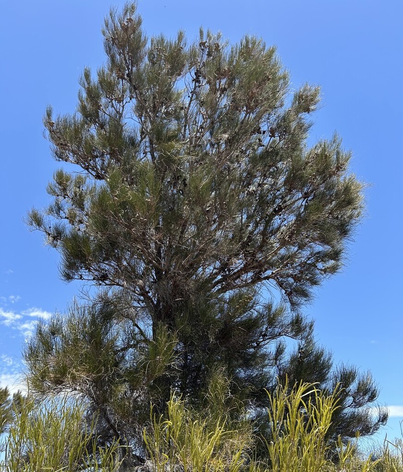 Allocasuarina dielsiana photo 4