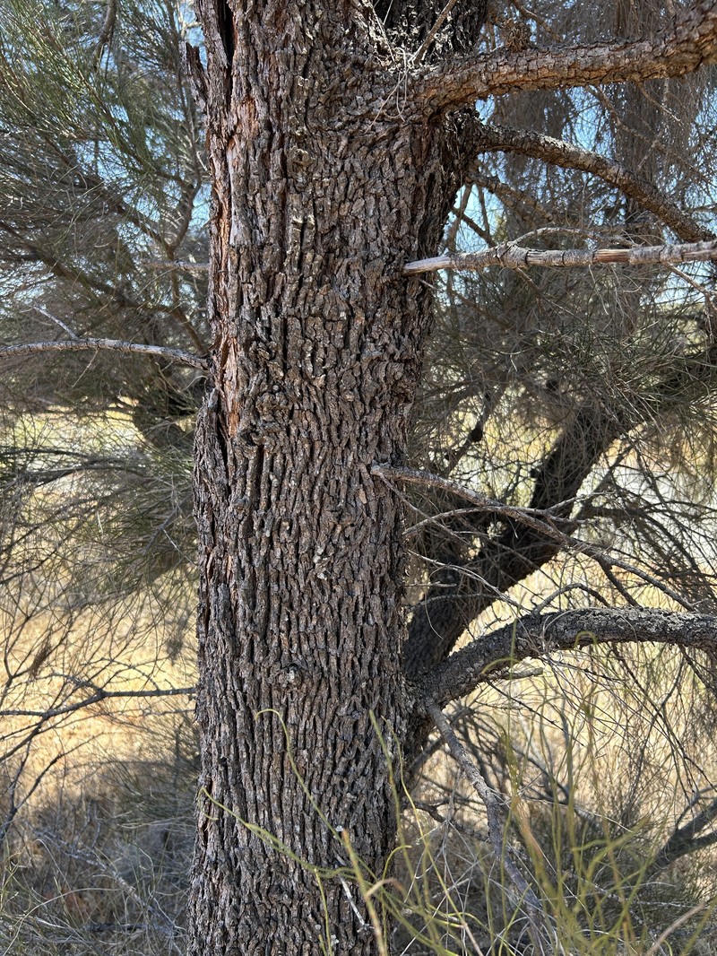 Allocasuarina dielsiana photo 5